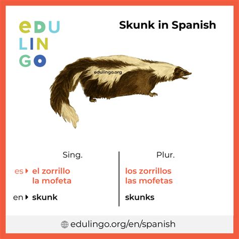 female skunk in spanish